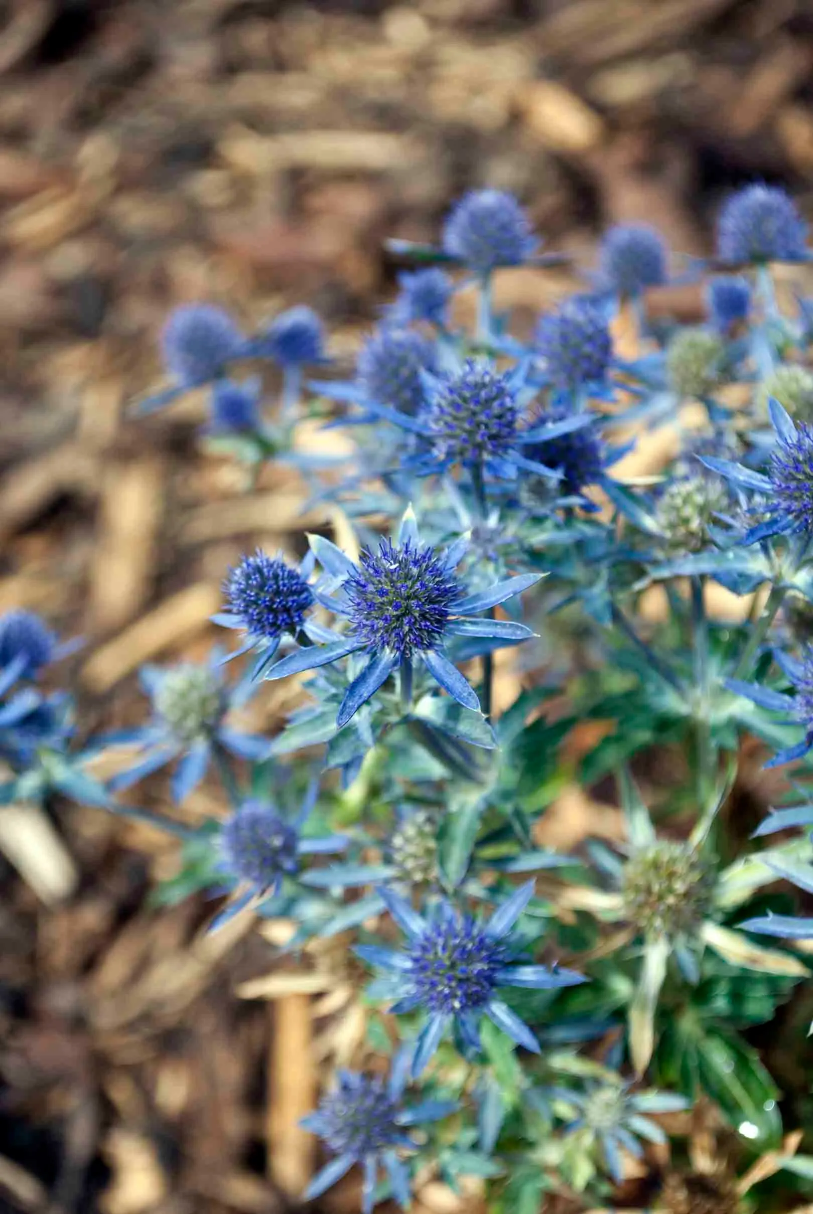 landscape gardeners’ Sale Cheshire 9